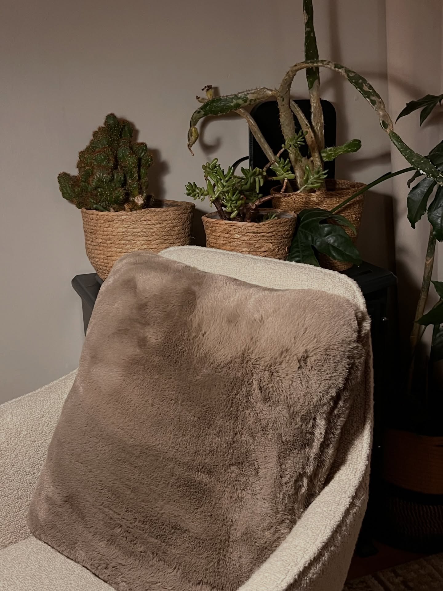 Cosy client chair with plants