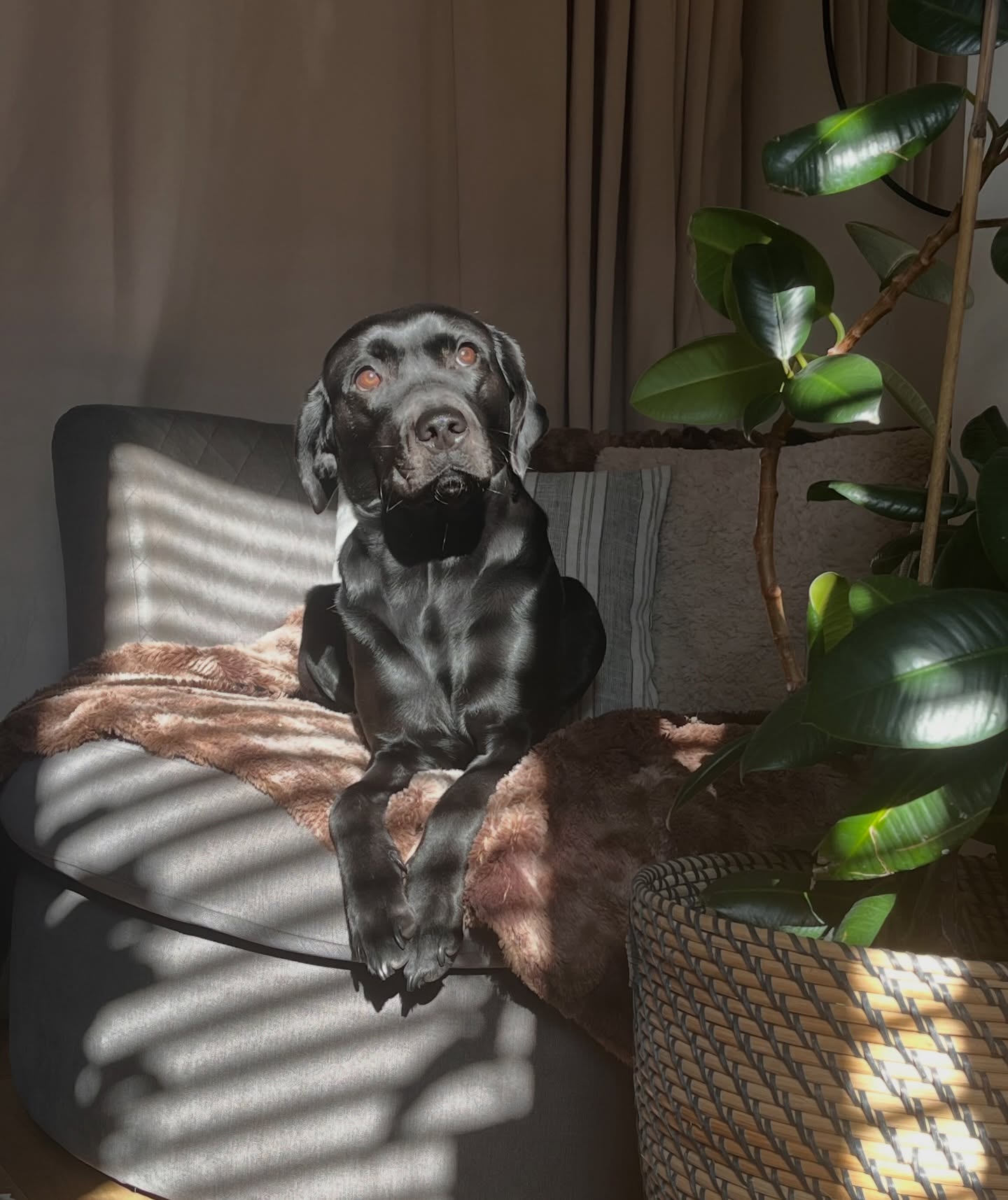 Nellie the black labrador